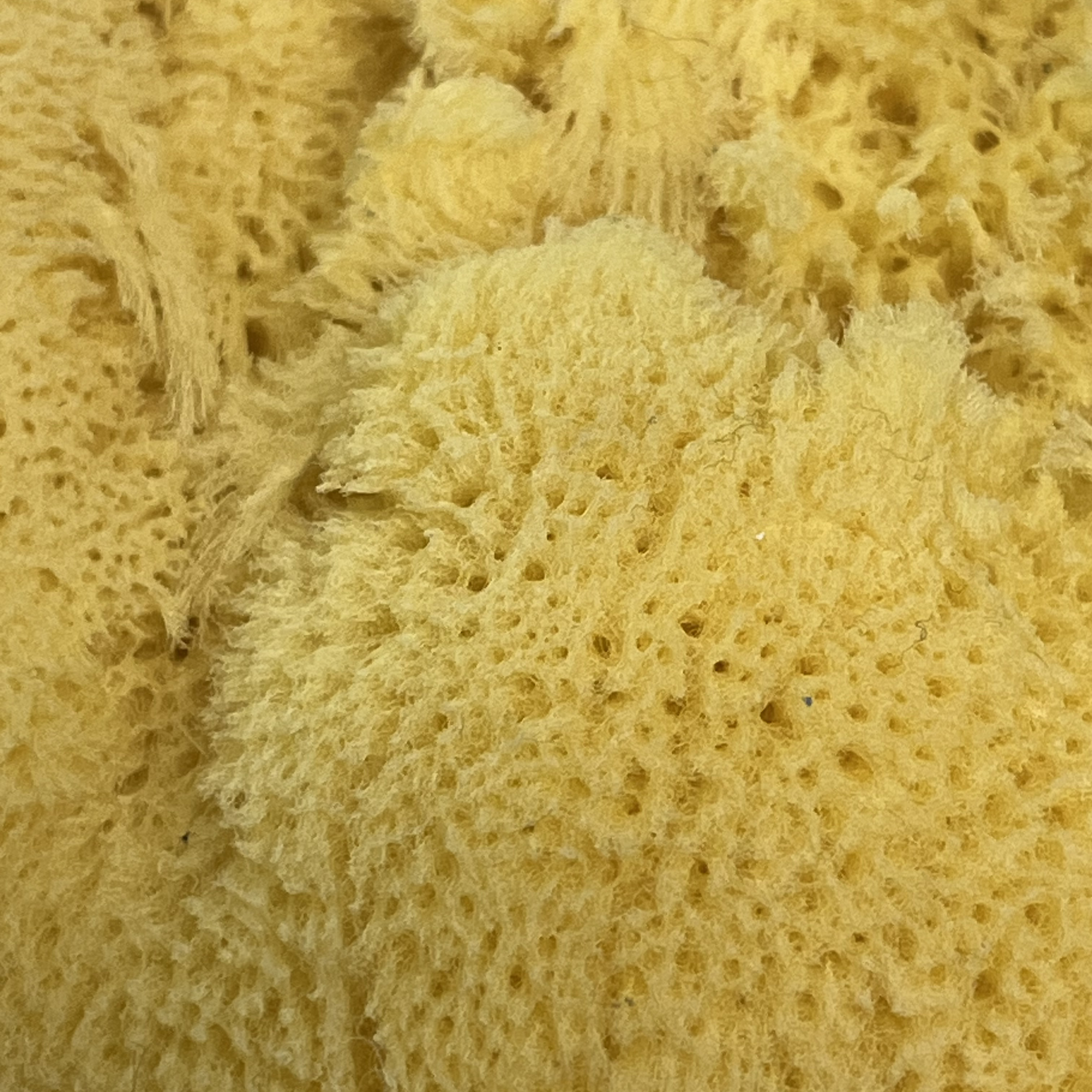 So I kind of hate this texture, it makes me uncomfortable, which is why I included it. It's good to get out of your comfort zones after all. This is a sponge zoomed in on, and it reminds me of all the strange deep sea creatures and life we don't typically see. It looks soft, yet somehow sharp at the same time, like those stinging nettle plants that have a very dense cluster of ultra sharp hairs that look soft until you touch them, and then all you get is pain. They are a very rude plant.